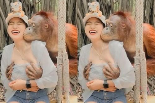 Đang chụp ảnh, cô gái bỗng bị đười ươi 'xâm hại'