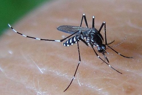 Thiếu nữ 18 tuổi ở Đồng Nai tử vong do sốt xuất huyết
