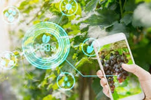 Mô hình tưới nước 4.0 cho trang trại nho