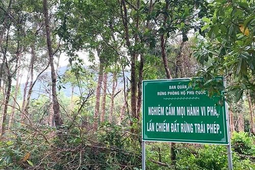 Rừng vẫn… 'chảy máu' - Gian nan giữ rừng Phú Quốc