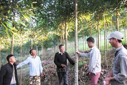 Đồng bào huyện Nậm Nhùn, tỉnh Lai Châu mạnh dạn đầu tư, vươn lên làm giàu