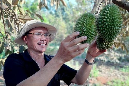 HTX cần chuẩn bị kỹ lưỡng khi xuất khẩu chính ngạch quả sầu riêng sang Trung Quốc