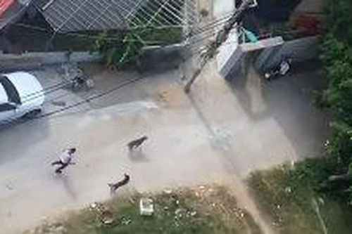 Bị hàng xóm đánh, về nhà gọi chó Pitbull sang giải quyết mâu thuẫn