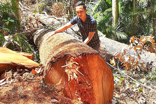 Rừng vẫn... 'chảy máu': 'Băm nát' rừng Tây Nguyên