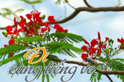 Tản văn hay: Đi cùng tiếng ve