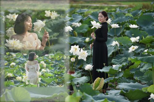 Ngỡ ngàng vẻ đẹp như tranh của thiếu nữ Hà Thành bên đầm sen độc đáo ở Thanh Oai