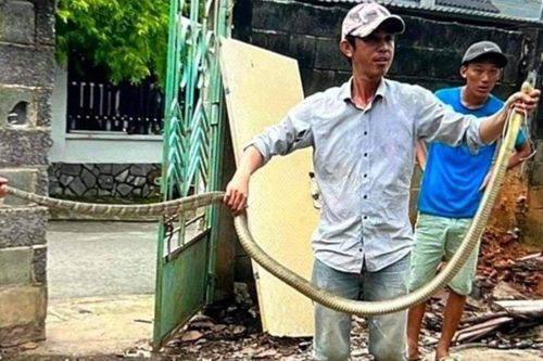 Bắt nhầm rắn hổ chúa, một người bị cắn tử vong