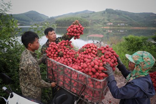 Nhọc nhằn mưu sinh trong mùa vải thiều của người dân Sơn Hải