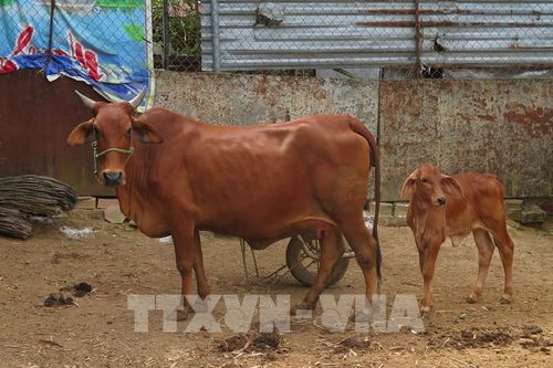 Giá trâu, bò giảm, người chăn nuôi ở Lào Cai 'tiến thoái lưỡng nan'