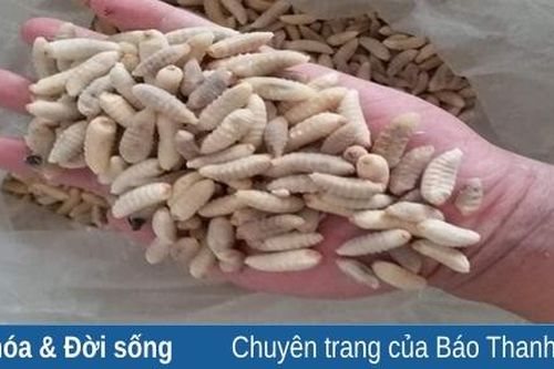 Đặc sản sâu măng vùng cao