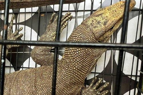 Bắt được cá thể kỳ đà vân quý hiếm dọc bờ kinh thành Huế