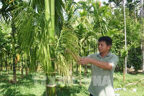 Chuyên gia cảnh báo tình trạng ồ ạt trồng cau tại Bến Tre