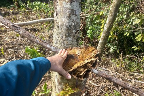 Rừng phòng hộ Trung Trung Bộ bị xâm hại. Bài 1: 'Cạo trọc' rừng cộng đồng