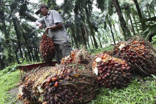 Indonesia miễn thuế xuất khẩu dầu cọ để giải phóng hàng tồn