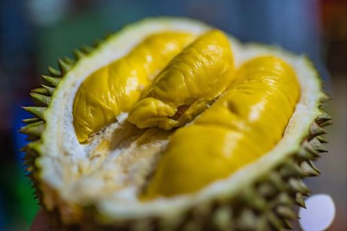 Thái Lan ra mắt sầu riêng 'không hôi'
