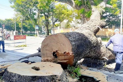 Tiết lộ lý do đốn hạ cây long não cổ thụ trước gác Trịnh