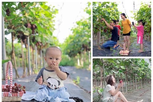 Trải nghiệm hái nho ở nông trại rộng 4ha tại Thủ đô