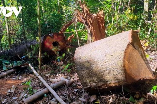 Gia Lai thanh tra đột xuất việc trồng rừng tại Đắk Đoa