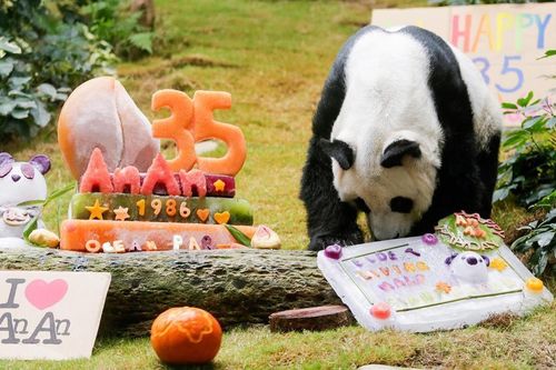 Gấu trúc đực khổng lồ nhiều tuổi nhất qua đời ở tuổi 35