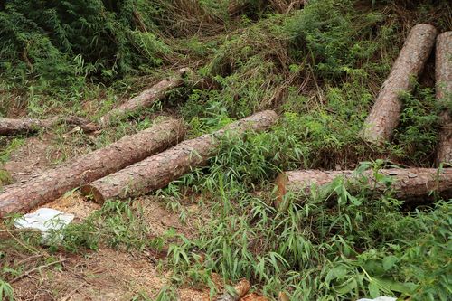 Bắt quả tang nhóm khai thác thiếc trái phép ở Lâm Đồng