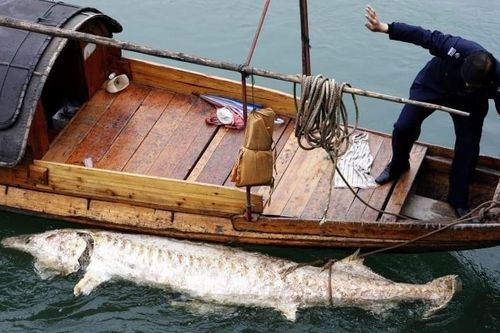 Cá tầm thìa Trung Quốc và cá tầm sông Trường Giang đã tuyệt chủng