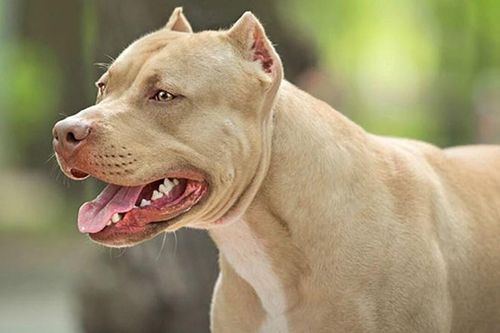 Bé gái 8 tuổi bị chó Pitbull cắn tử vong