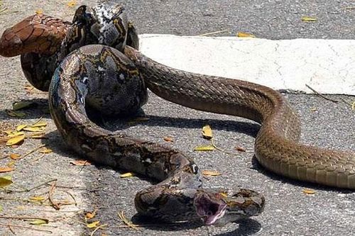Rắn hổ mang chúa 'khủng' đoạt mạng trăn gấm ngay trên đường phố