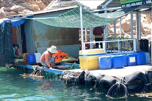 Chấn chỉnh hoạt động tự phát của các nhà hàng bè nổi ở Hòn Khô, Bình Định