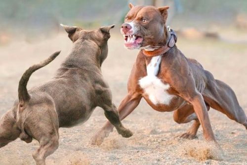 Mỹ: Bảy con chó Pitbull cắn chết người, chủ chó bị bắt