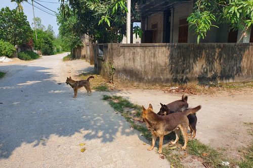 Đi chơi với mẹ, bé trai 3 tuổi bị chó lao ra cắn rách mặt