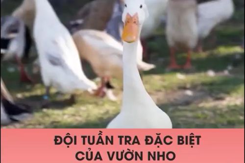 Đội tuần tra đặc biệt của vườn nho