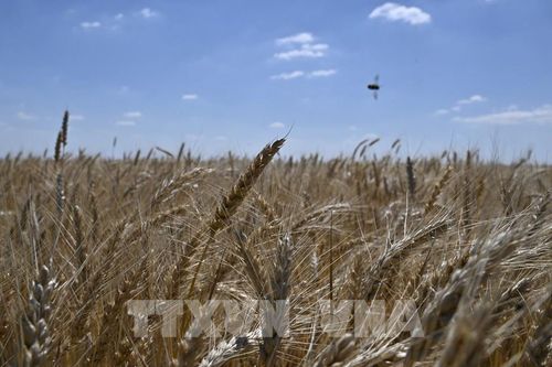 WFP lạc quan về thỏa thuận nối lại xuất khẩu ngũ cốc của Ukraine