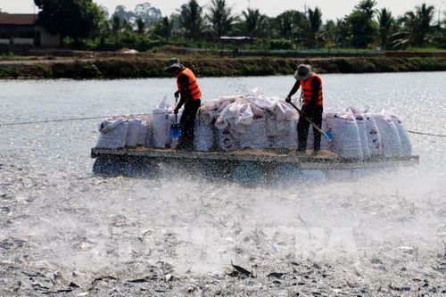 Chi phí và nguyên liệu, cơn 'đau đầu' của ngành thủy sản