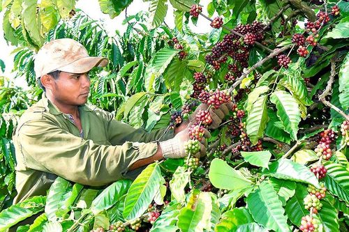Định vị thương hiệu – góp phần đưa nông sản Việt cất cánh