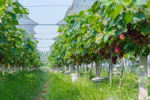 Phát triển nông nghiệp kết hợp du lịch trải nghiệm