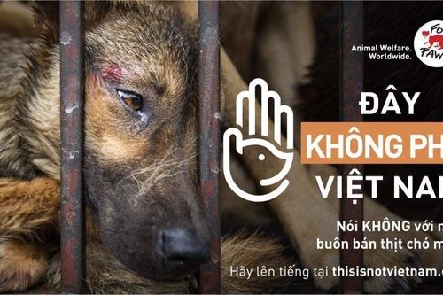 Việt Nam và thế giới chung tay bảo vệ hàng triệu chó, mèo