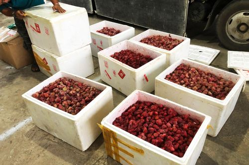 Phát hiện hơn 300 kg dâu tây 'lạ' tuồn vào Đà Lạt