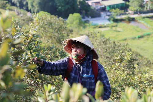 Đổ xô đi hái sim rừng giữa trời nắng chang chang, kiếm bộn tiền mỗi ngày