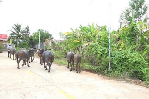 Bình Phước: Phát hiện 2 đối tượng dắt trộm 8 con trâu trên Quốc lộ 13
