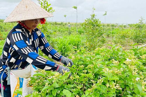 Xây dựng thương hiệu trà