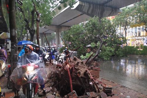 Hà Nội: Cây xanh đổ, đè vào ô tô, xe máy trong trận mưa lớn
