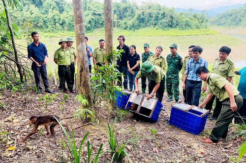 Nhiều động vật quý hiếm được thả về môi trường tự nhiên