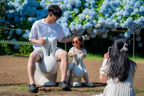 Mùa hoa cẩm tú cầu ở Jeju
