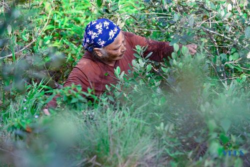 Mùa săn 'lộc rừng' ở Trà La