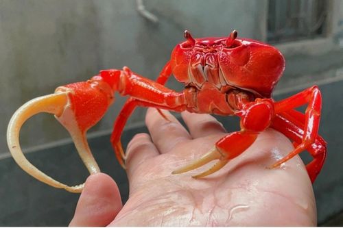 Trào lưu nuôi cua kiểng đắt tiền thay thú cưng