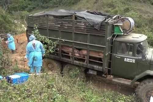 Tăng cường các biện pháp ngăn chặn, xử lý các trường hợp vận chuyển lợn qua biên giới