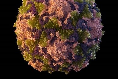 Mỹ: Phát hiện virus bệnh bại liệt trong nước thải ở New York