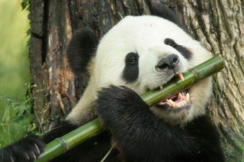 Những con gấu trúc khổng lồ cuối cùng của châu Âu yếu đến nỗi không thể ăn tre