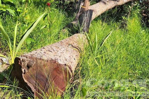 Rừng ở biên giới Gia Lai tiếp tục bị tàn phá