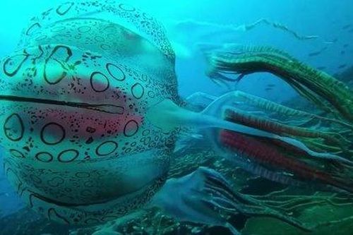 Tiến sĩ Australia suýt té ghế khi nhận được bức ảnh loài sứa mới